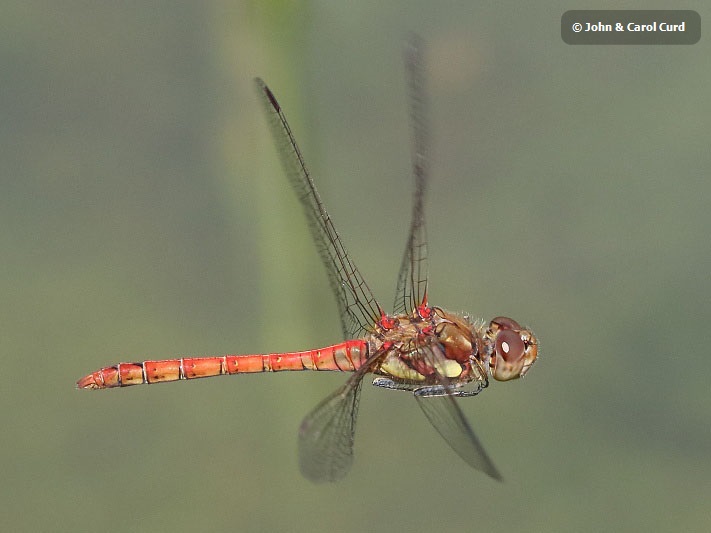 J17_2391 Sympetrum striolatum in flight.JPG